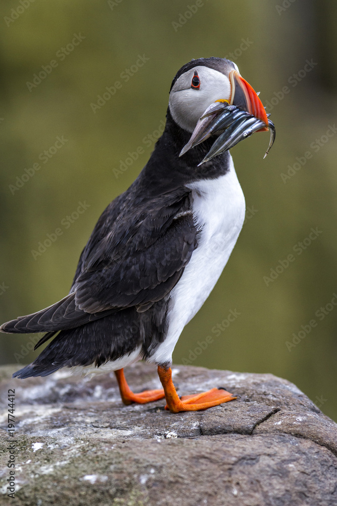Obraz premium Puffin with his beak full of sand-eels on the Farne Islands in the noth-east of England, United Kingdom