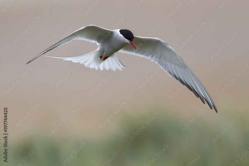 Arctic tern flying above the Farne Islands in north-east England, United Kingdom Arctic tern flying above the Farne Islands in north-east England, United Kingdom