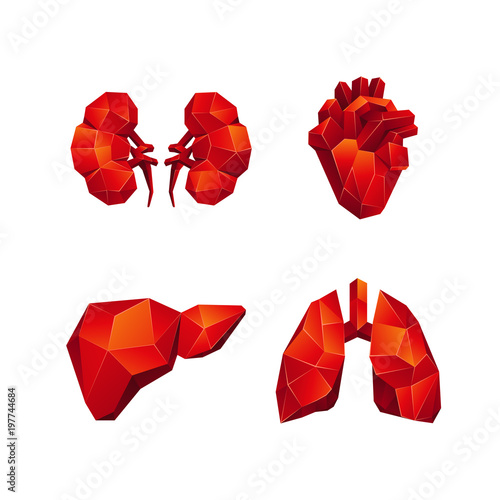Red low poly human internal organs set on a black background. Abstract anatomy organ, such as the heart, lungs, liver and kidneys in 3D polygon style.