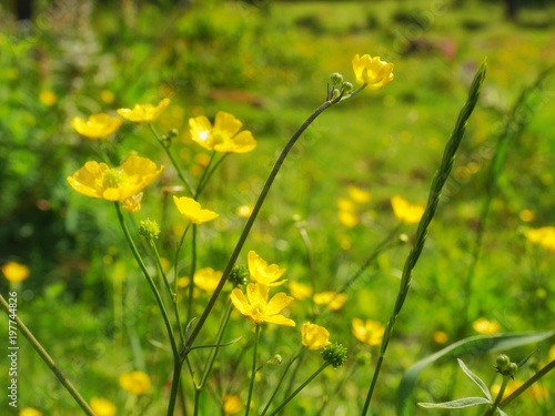 Tellow Buttericks flower in green field