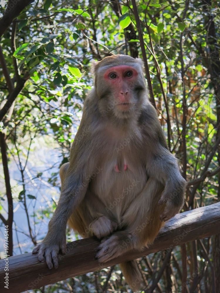 Fototapeta premium Sitting Monkey Macaque China, Asia