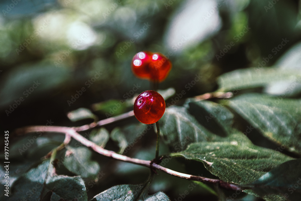 Ripe red berries