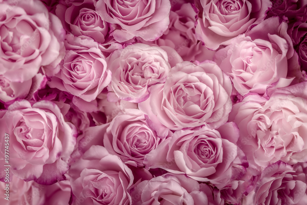 Rosen in pink, Hintergrund Rosen in pink, Hintergrund