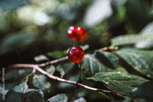 Ripe red berries