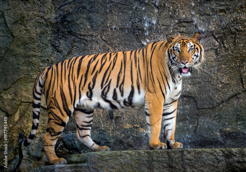 Sumatra tiger is standing gracefully in the natural atmosphere of the zoo.