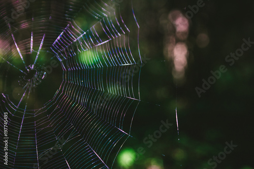 terrible web in the forest