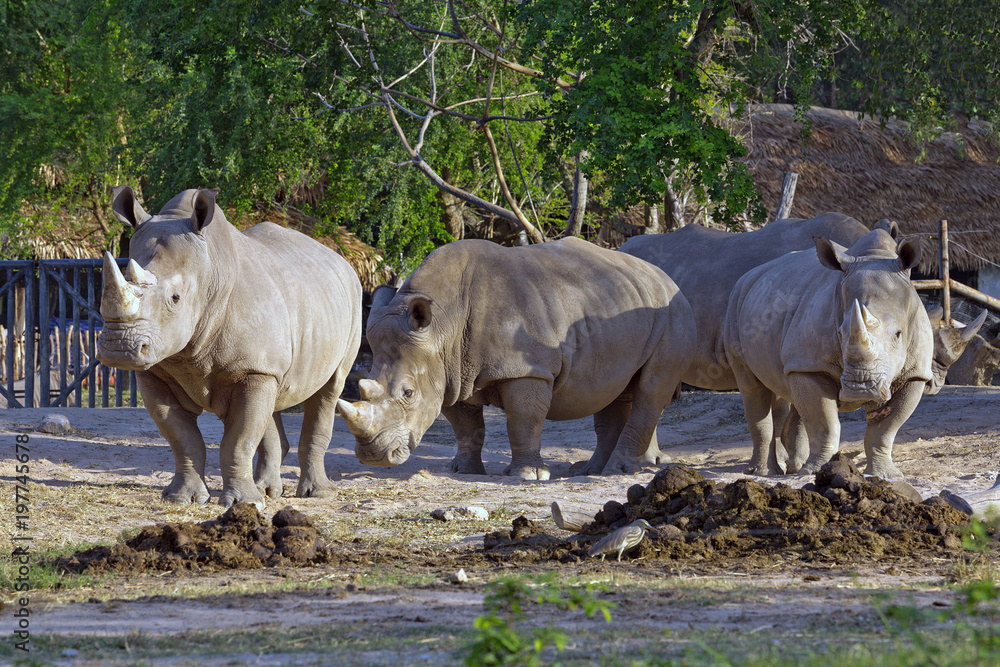 Fototapeta premium White Rhinoceros in the zoo's natural atmosphere.