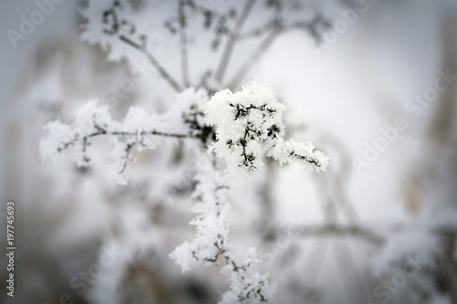 frozen twig covered with ice crystals in winter in the mountains © Vladimira