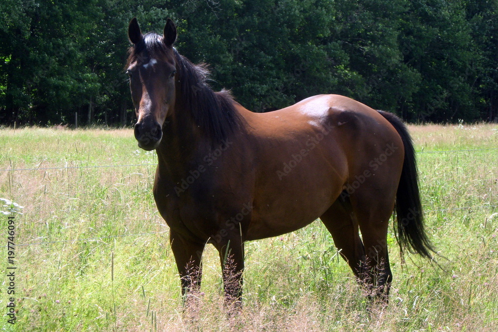 Fototapeta premium Thoroughbred Mare