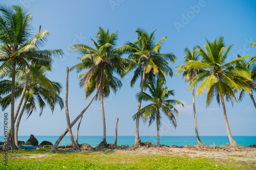  Palm trees on the ocean. © sandipruel