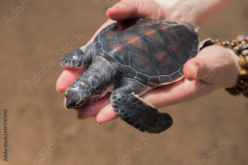 A young turtle is in the hands of a man.