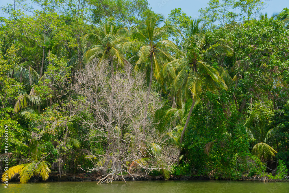 Coconut palms on the river bank. Coconut palms on the river bank.