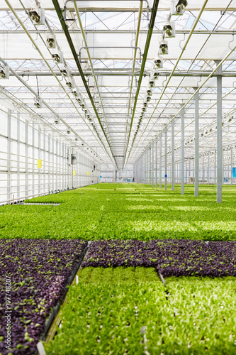 Perspective of lettuce seedlings plantation in glasshouse of modern farm © pressmaster