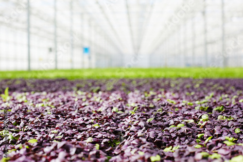 Mixed seedlings of purple and green lettuce growing in huge modern hothouse photo