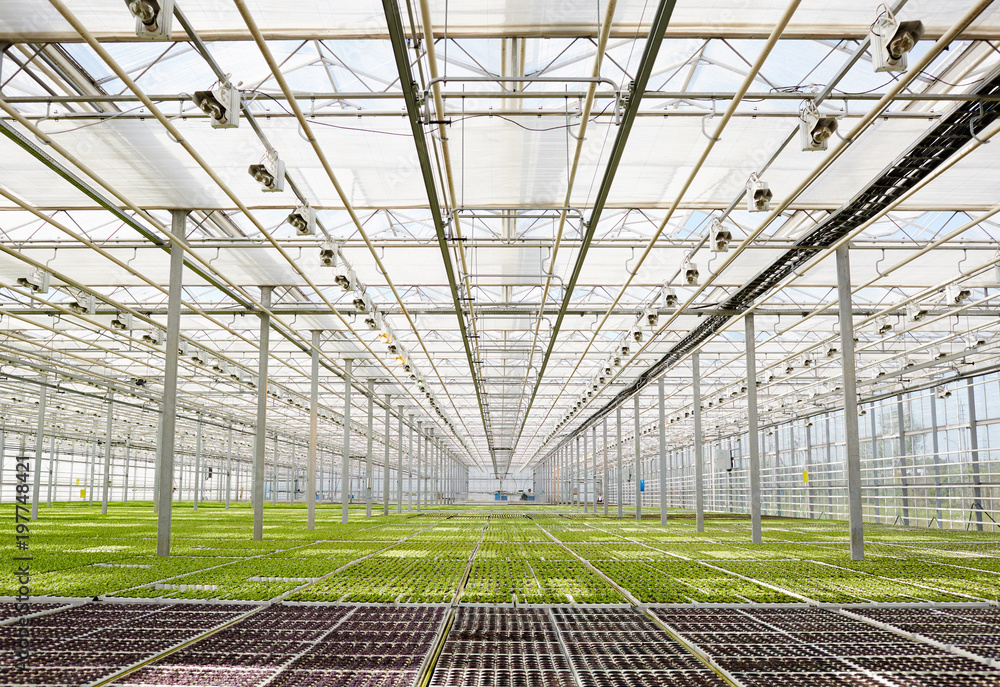 Perspective of long and wide glasshouse with growing seedlings of lettuce Perspective of long and wide glasshouse with growing seedlings of lettuce
