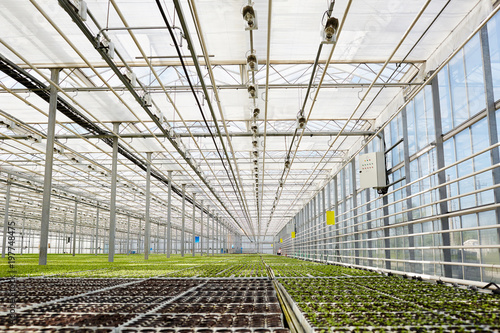 Modern large greenhouse with huge plantation of growing lettuce seedlings