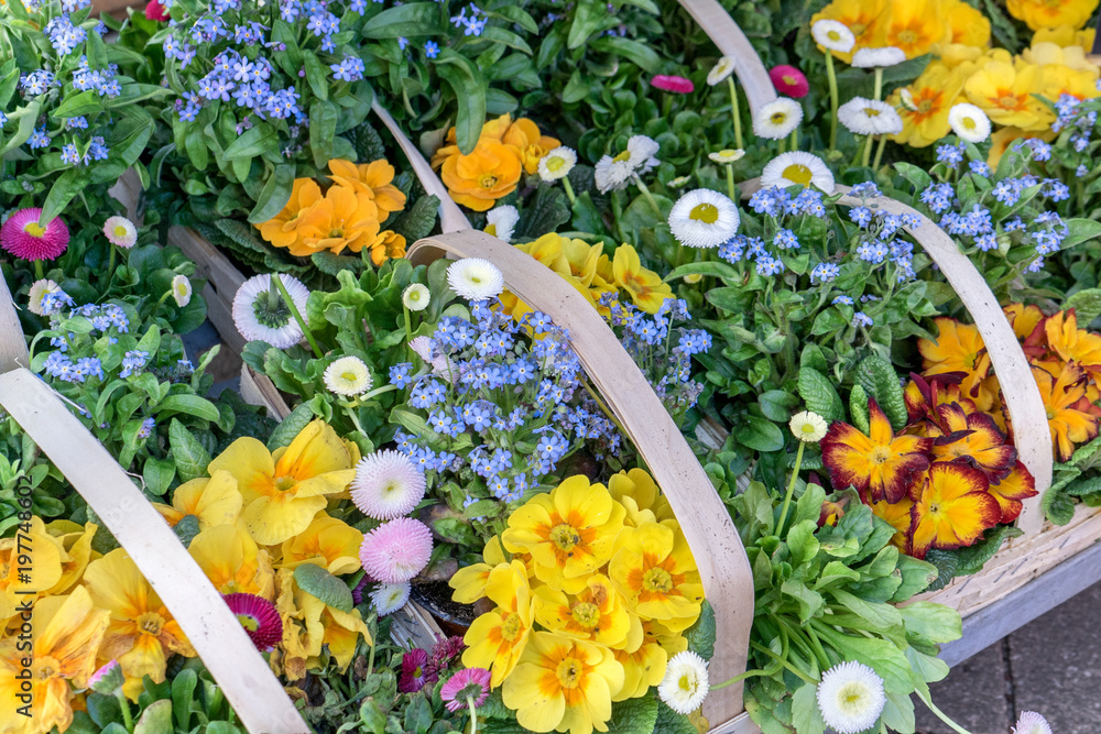 colorful spring flowers / Baskets with colorful primroses, daisies and forget-me-nots