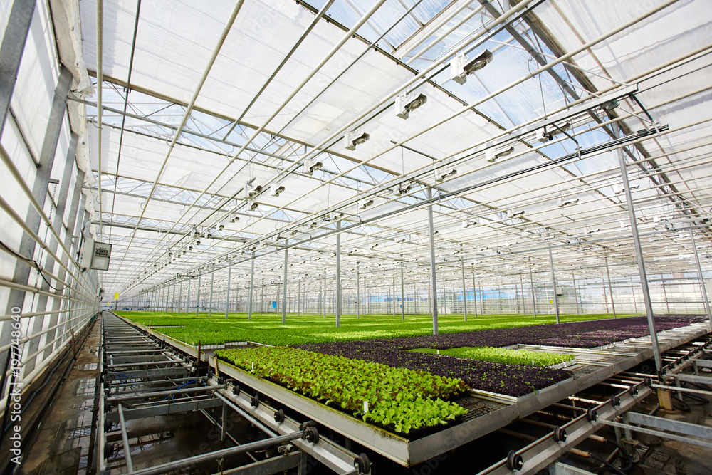 Corner of large contemporary hothouse and perspective view of green plantation of seedlings