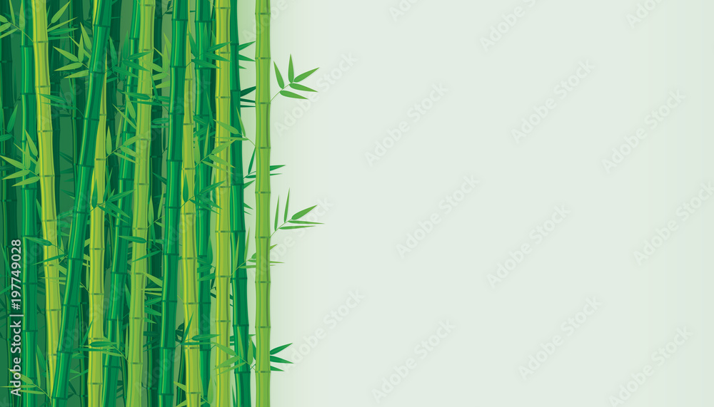 Fototapeta premium Green bamboo background. Vector illustration