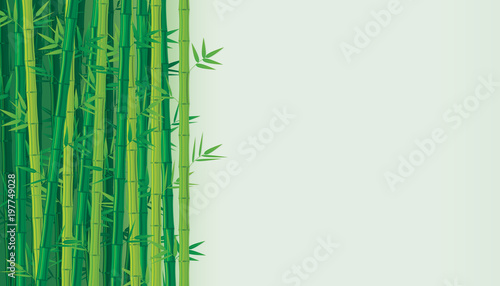 Green bamboo background. Vector illustration