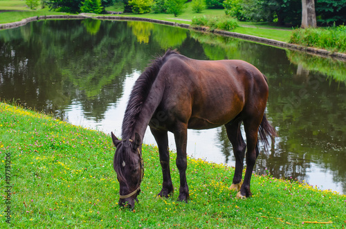 Beautiful dark brown stallion grazing on the shore of a small lake with green flowering shores