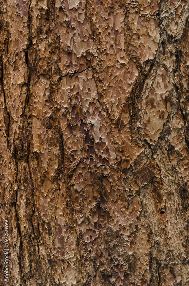 Sequoia bark. Sequoia rind. Sequoia texture. Background. Backdrop. Wood. Coniferous tree. Sequoia pattern. Closeup wooden texture. Sequoia bark. Sequoia rind. Sequoia texture. Background. Backdrop. Wood. Coniferous tree. Sequoia pattern. Closeup wooden texture.
