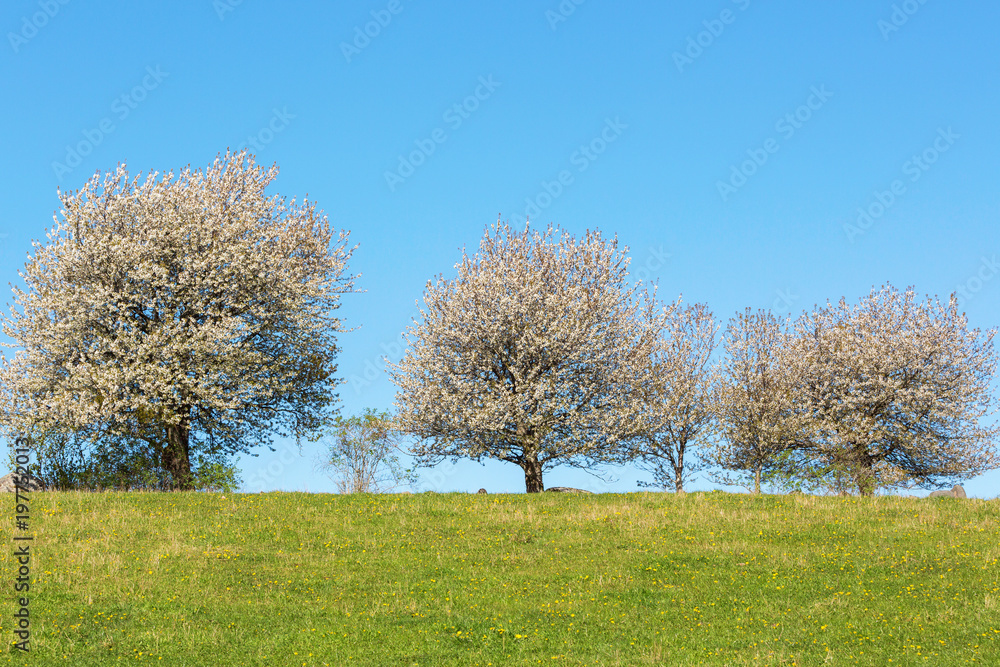 Cherry trees flowering at the field Cherry trees flowering at the field