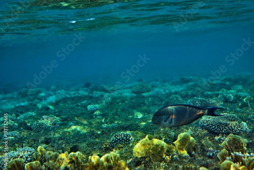 underwater landscape of the Red Sea on the shore of Sinai