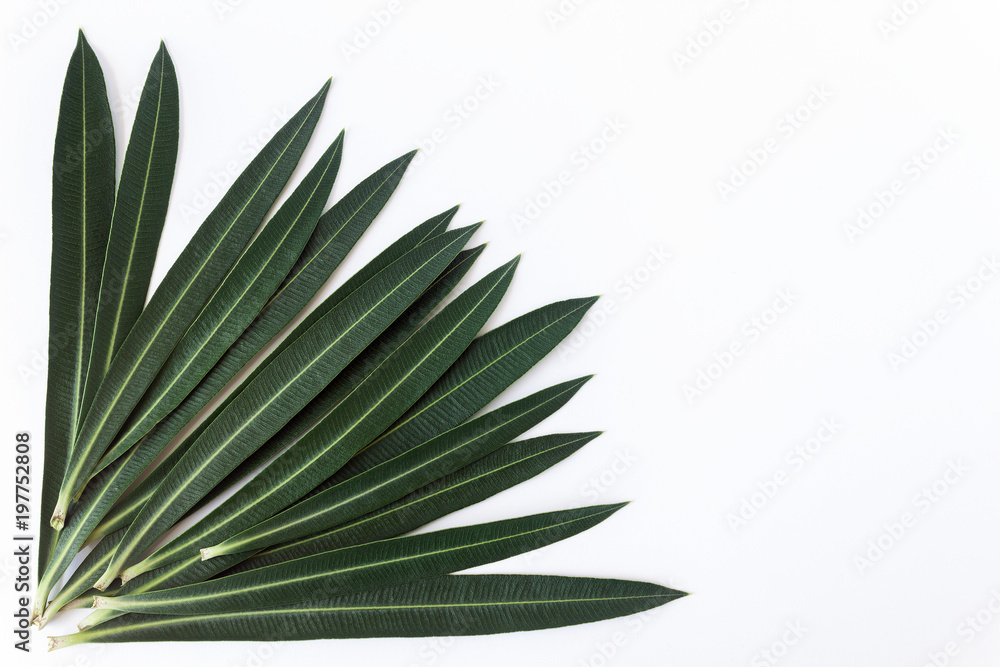 Green leaves for text and background. Concept- nature, spring, ecology. Copy space. Green leaves for text and background. Concept- nature, spring, ecology. Copy space.