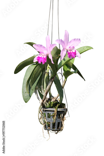 moth orchid