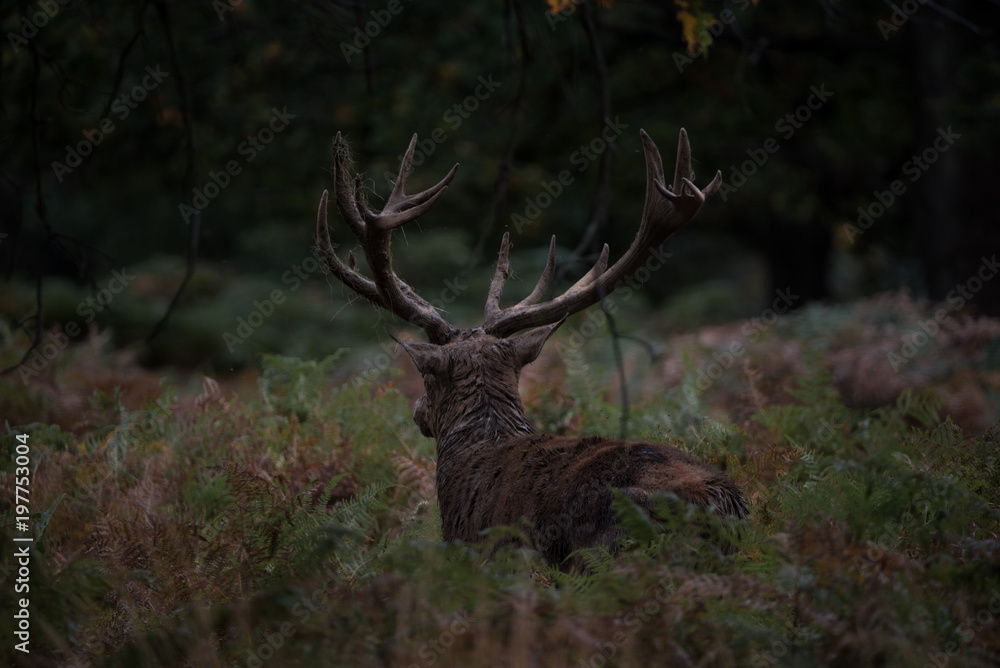 Fototapeta premium Red Deer Stag