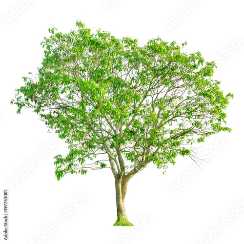 A tree shape and Tree branch on white background for isolate the background  A single tree on white background with clipping path.