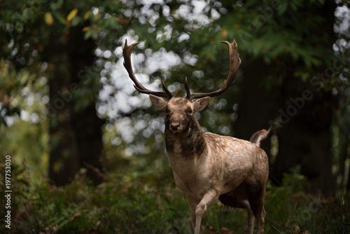 Fallow Deer