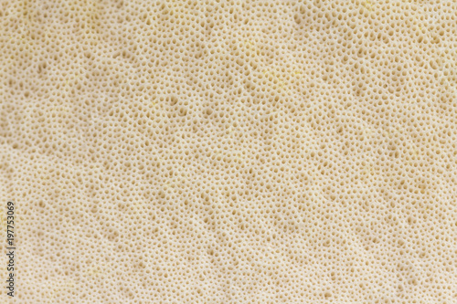 View on the texture of the mushroom cap - pores (bottom) -  background. Brown Birch Bolete (Leccinum scabrum, Boletus scaber)