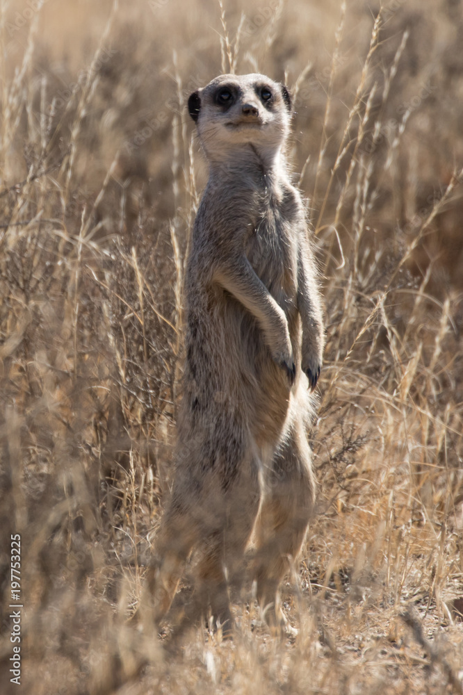 Fototapeta premium Meerkat