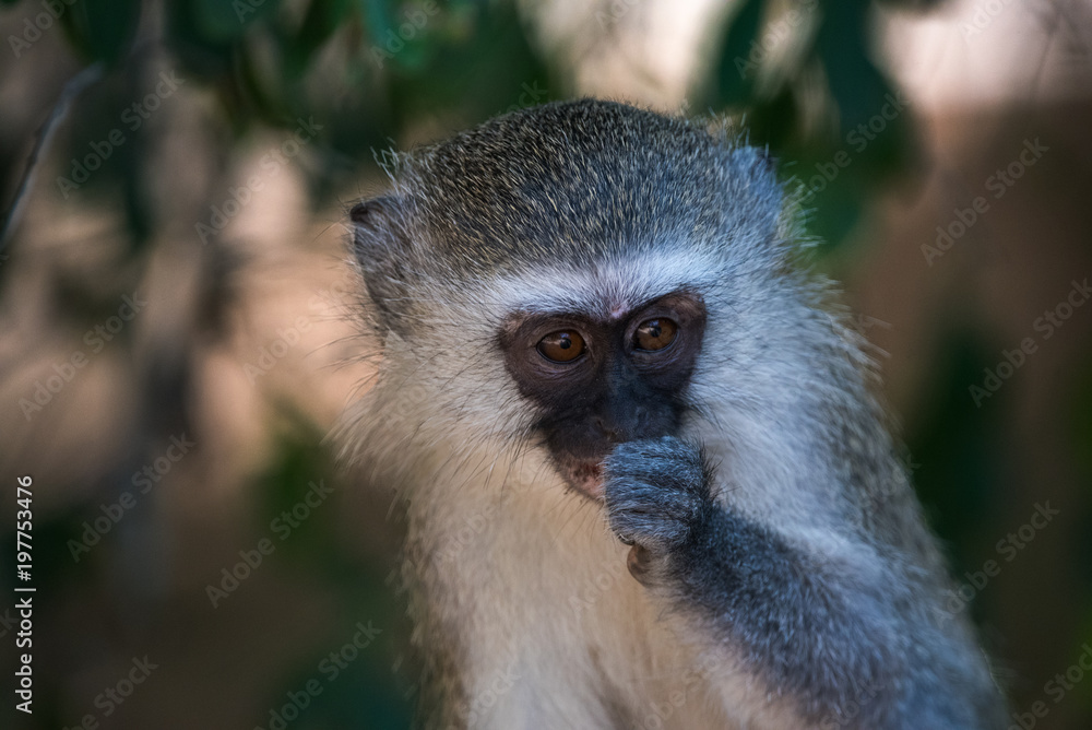 Vervet Monkey Vervet Monkey