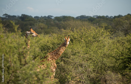 Canvas Print Giraffe