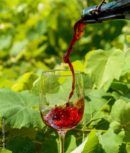 Glass of red wine in vineyard