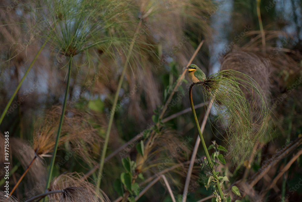 African Bee-eater African Bee-eater