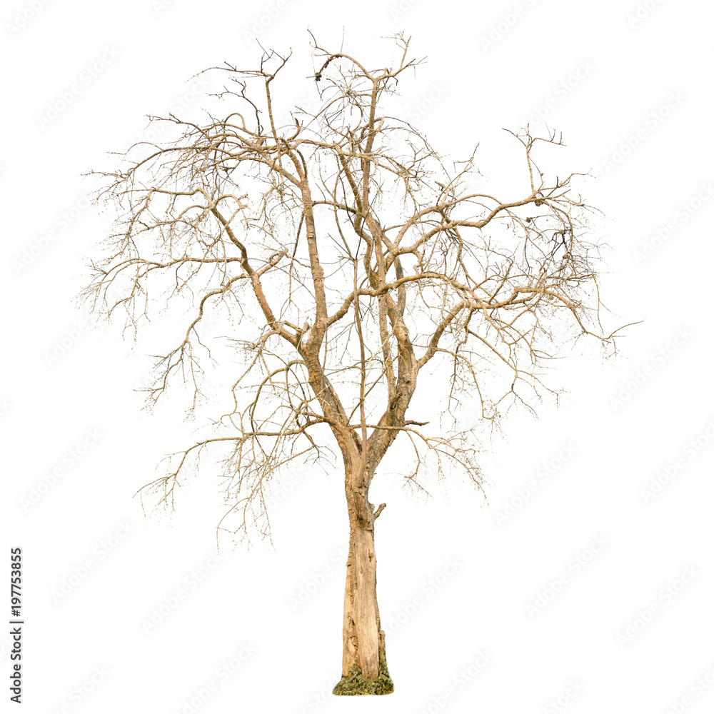 Obraz premium A dry tree shape and Tree branch on white background for isolate the background, A single dead tree on white background with clipping path.