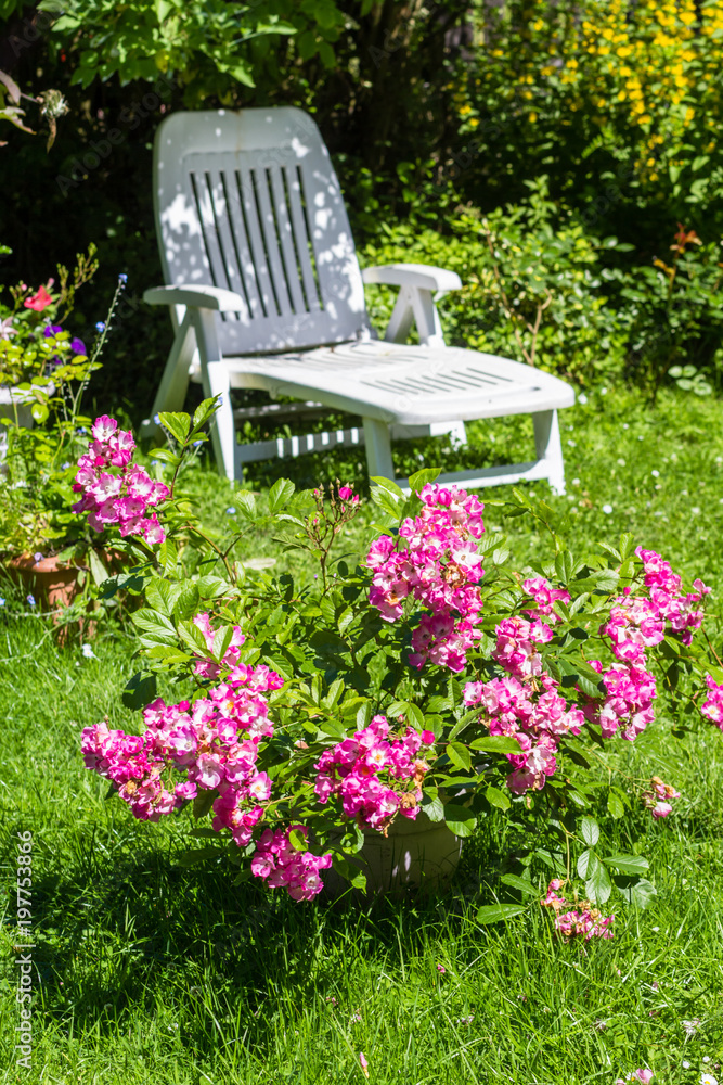Beautifful summer garden with blooming pink roses and a white deckchair.