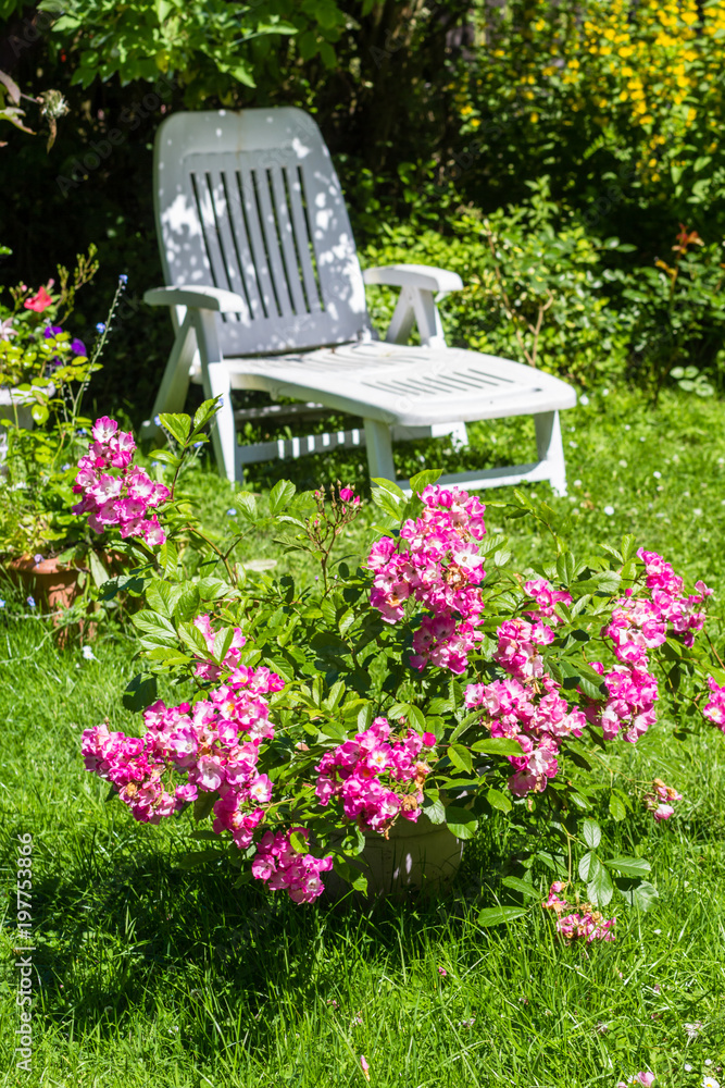 Beautifful summer garden with blooming pink roses and a white deckchair. Beautifful summer garden with blooming pink roses and a white deckchair.