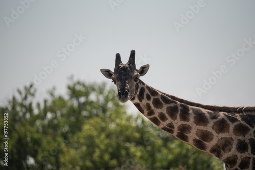 Photography Giraffe