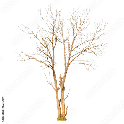 Fototapeta Naklejka Na Ścianę i Meble -  A dry tree shape and Tree branch on white background for isolate the background, A single dead tree on white background with clipping path.