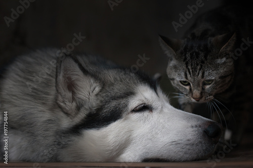 Alaskan malamute and cat. Friendship.  photo