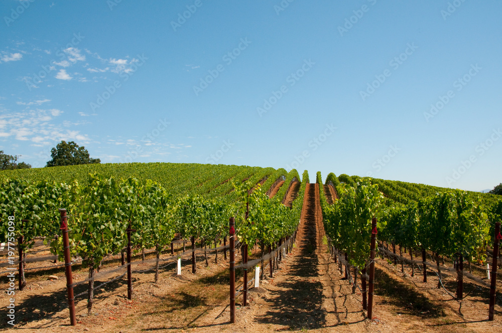 Napa Valley Vineyard