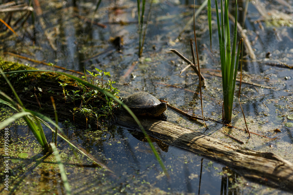 Little River turtle crawls on overgrown mud log. Wild untouched nature, animal in its natural habitat Little River turtle crawls on overgrown mud log. Wild untouched nature, animal in its natural habitat