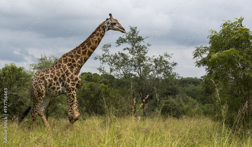 Obraz premium giraffe in south africa