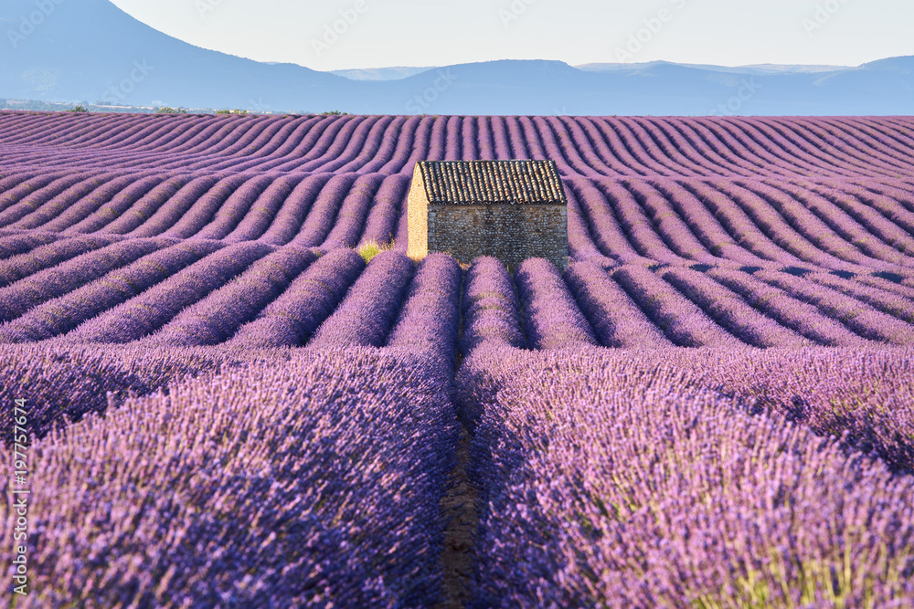 Fototapeta premium Pola lawendy w Valensole z kamiennym domem w porannym świetle latem. Alpes de Haute Provence, Francja