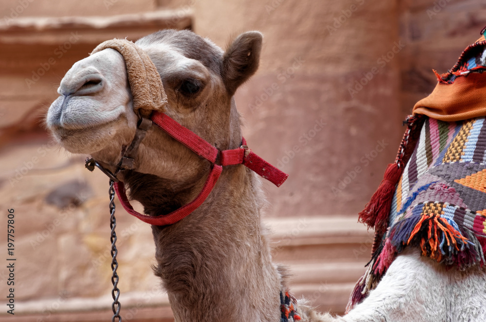 Obraz premium Close-up of a camel in Petra waiting in front of the treasure house for tourists who want to ride on it